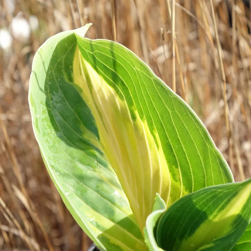 Hosta Great Expectations - Hartlelie (Blad)