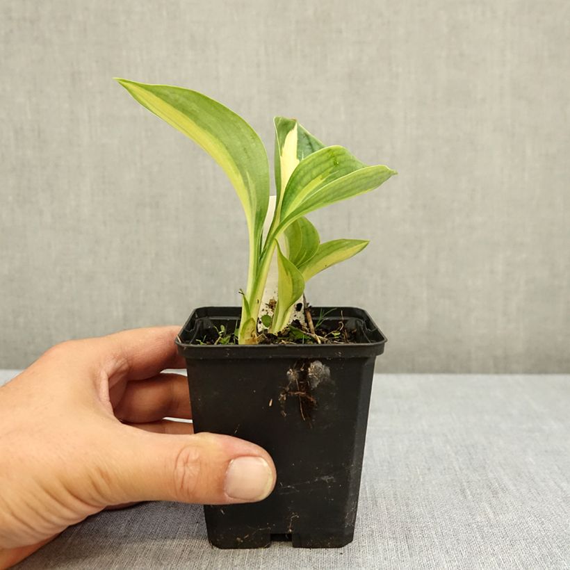 Exemplaar van Hosta Great Expectations - Hartlelie Kweekpotje van 8/9 cm zoals geleverd in de zomer