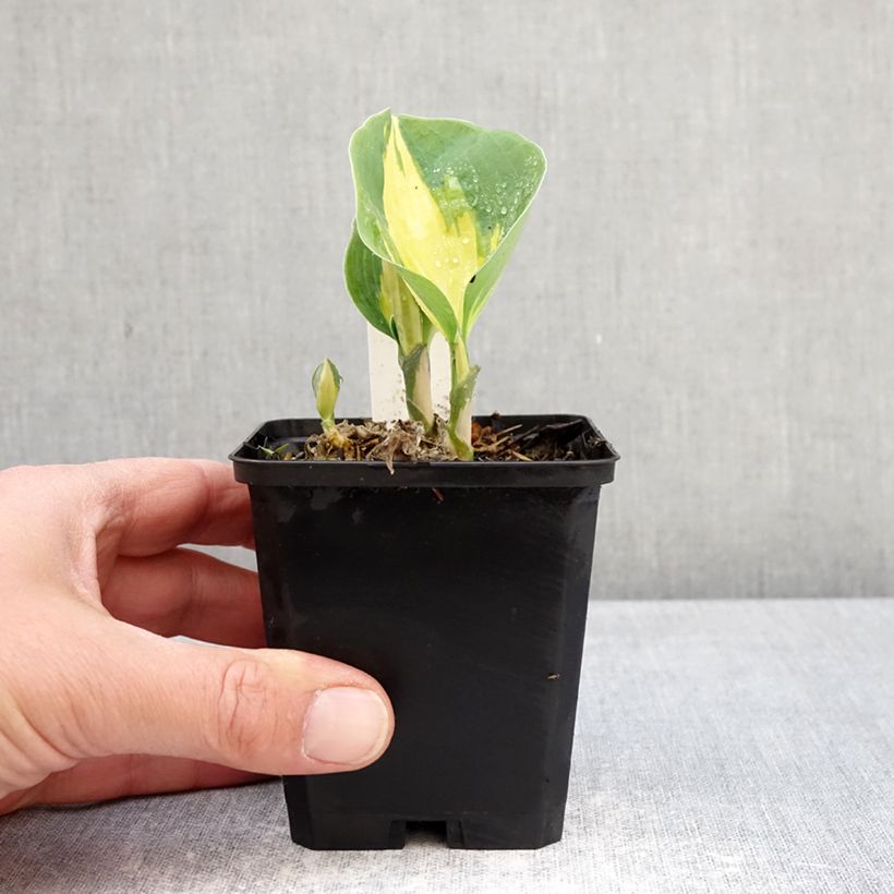 Exemplaar van Hosta Great Expectations - Hartlelie Kweekpotje van 8/9 cm zoals geleverd in de lente