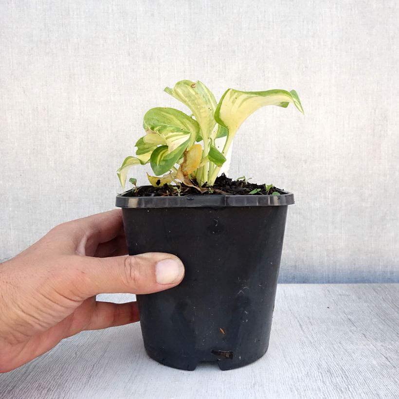 Exemplaar van Hosta Great Expectations - Hartlelie Pot van 1,5 l/2 l zoals geleverd in de zomer