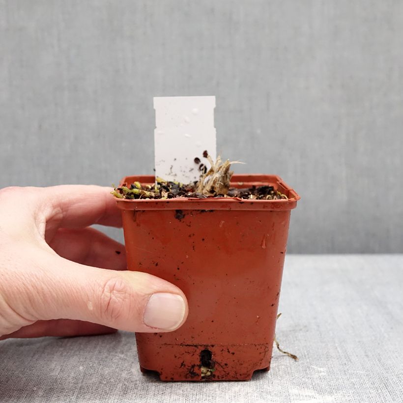 Exemplaar van Hosta Guacamole - Hartlelie Kweekpotje van 8/9 cm zoals geleverd in de winter