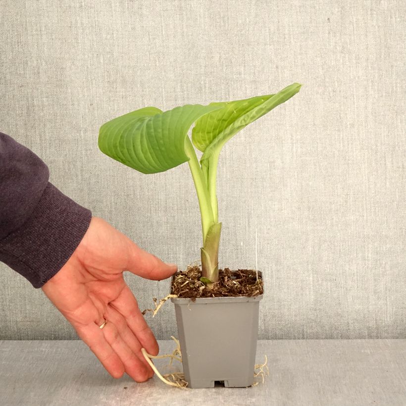 Exemplaar van Hosta Guacamole - Hartlelie Kweekpotje van 8/9 cm zoals geleverd in de lente
