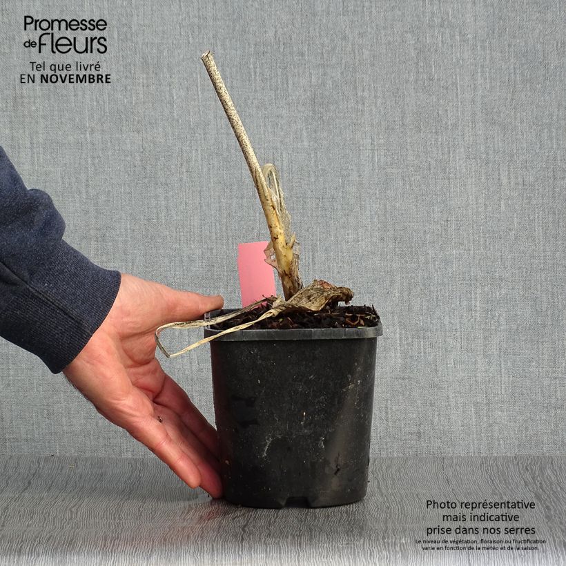 Exemplaar van Hosta Guacamole - Hartlelie Pot van 1,5 l/2 l zoals geleverd in de herfst
