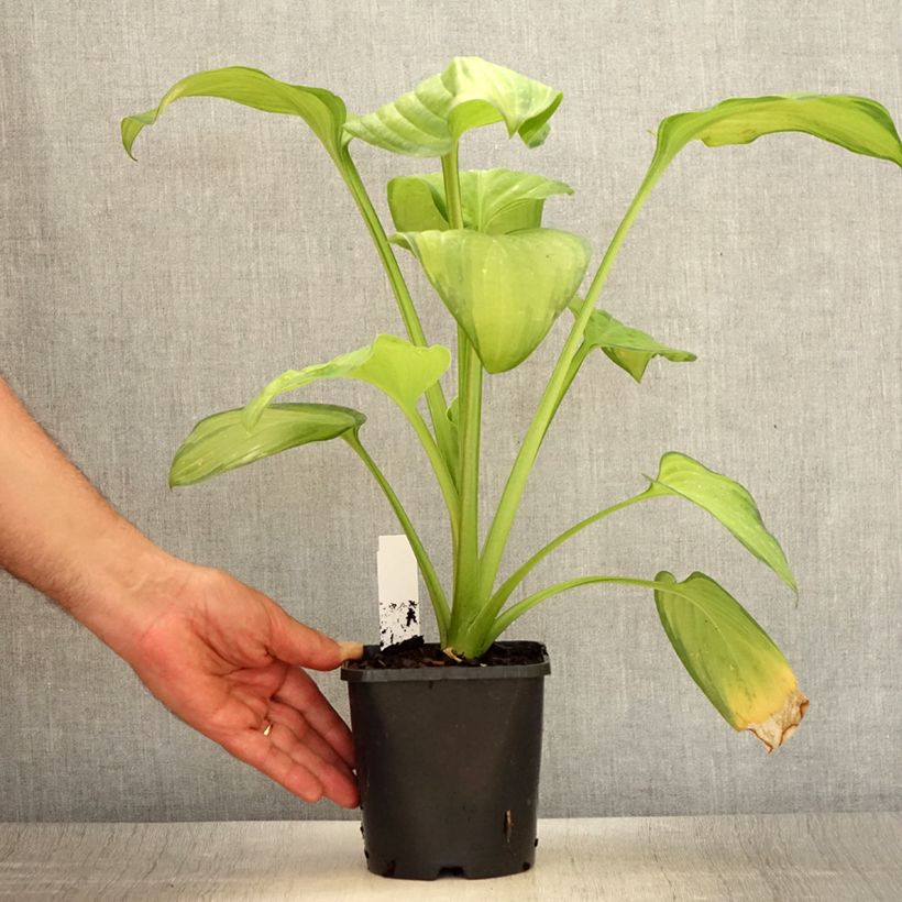 Exemplaar van Hosta Guacamole - Hartlelie Pot van 1,5 l/2 l zoals geleverd in de zomer