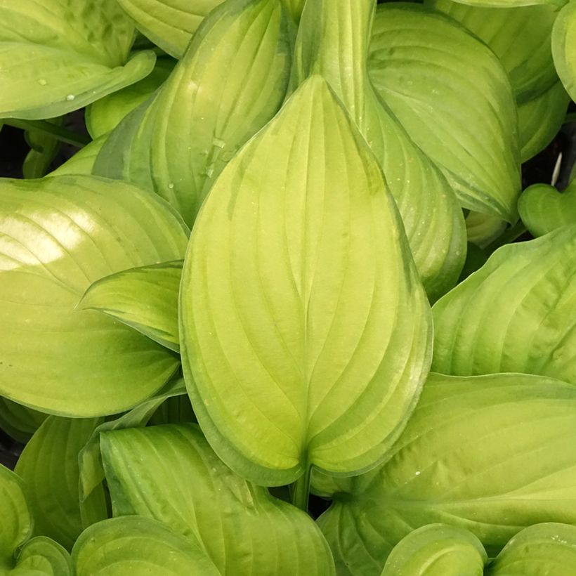 Hosta Guacamole - Hartlelie (Blad)