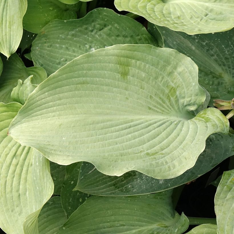 Hosta Guardian Angel - Hartlelie (Blad)