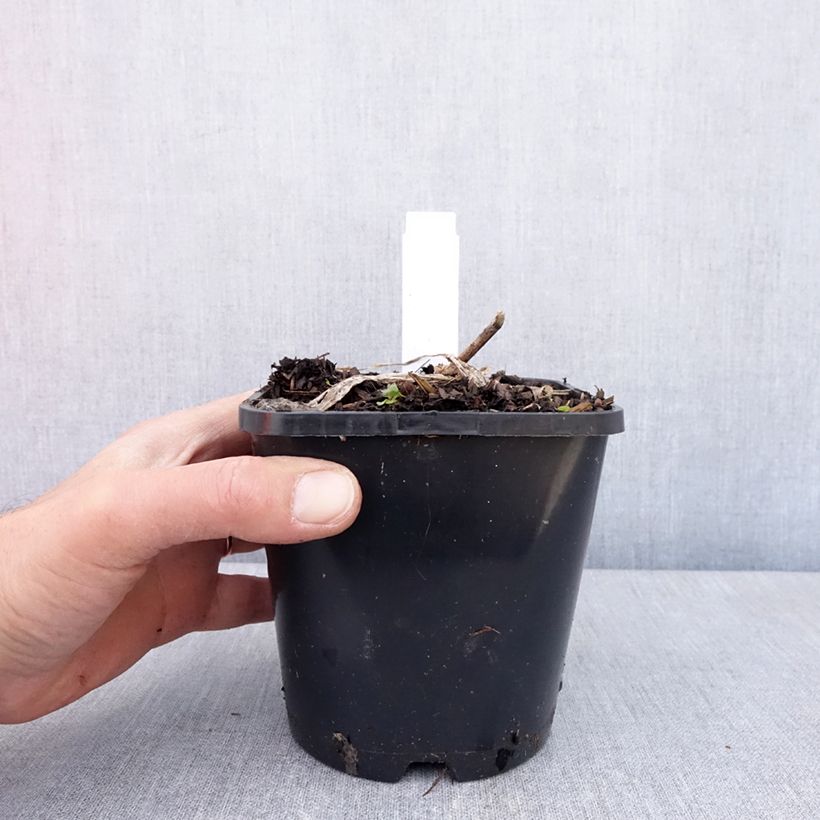 Exemplaar van Hosta Guardian Angel - Hartlelie Pot van 1,5 l/2 l zoals geleverd in de lente