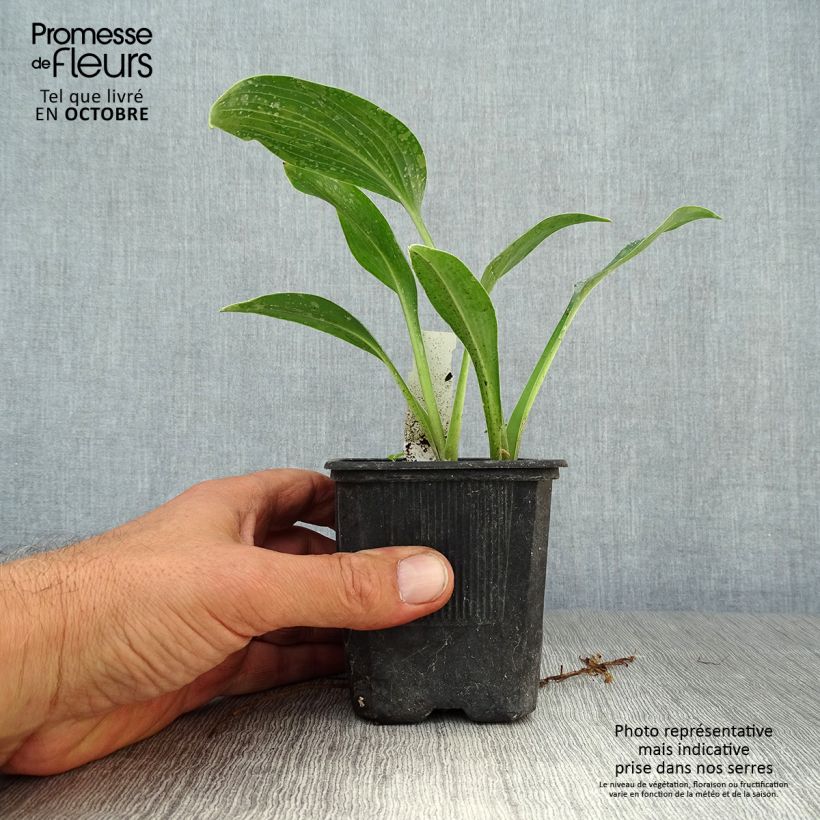 Exemplaar van Hosta tardiana Halcyon - Hosta Kweekpotje van 8/9 cm zoals geleverd in de herfst
