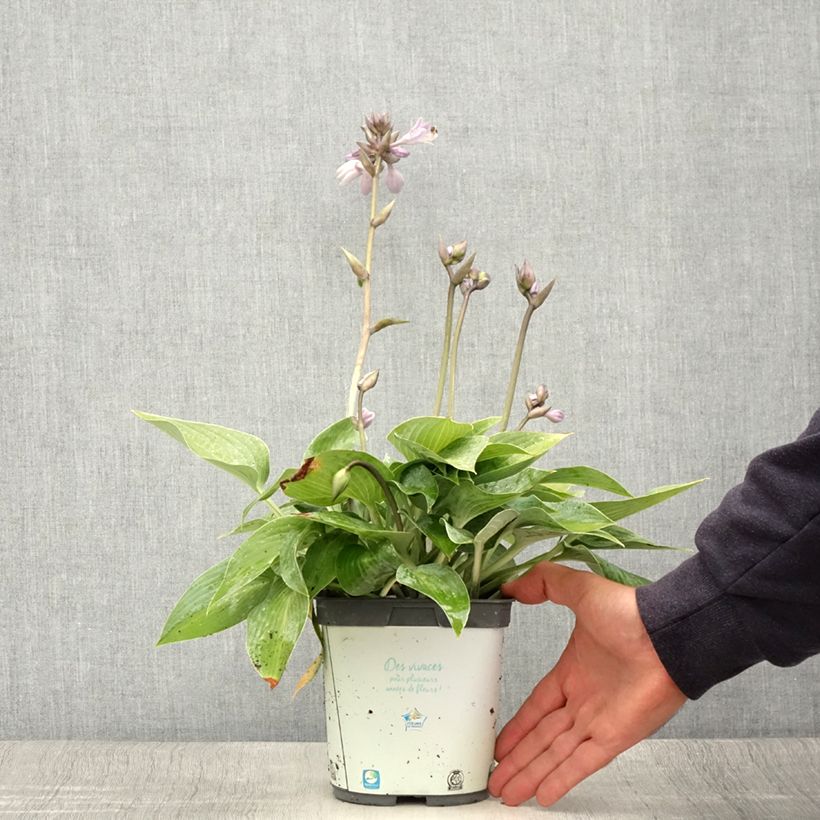 Exemplaar van Hosta tardiana Halcyon - Hosta Pot van 1 l/1,5 l zoals geleverd in de zomer