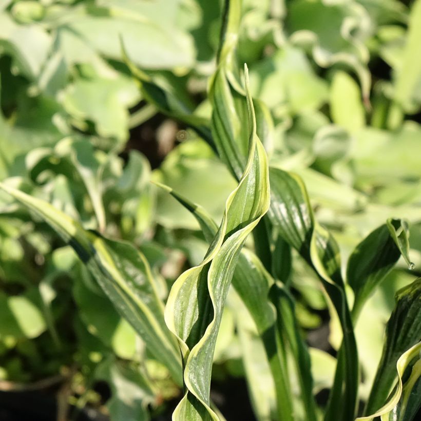 Hosta Hands Up - Hartlelie (Blad)