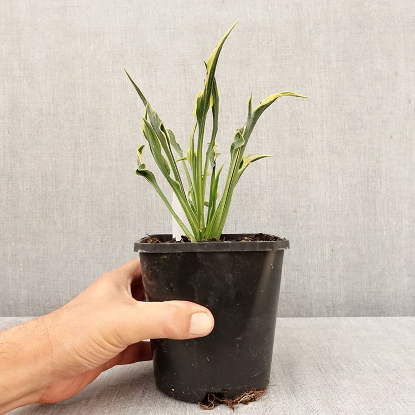 Exemplaar van Hosta Hands Up - Hartlelie Pot van 1,5 l/2 l zoals geleverd in de herfst