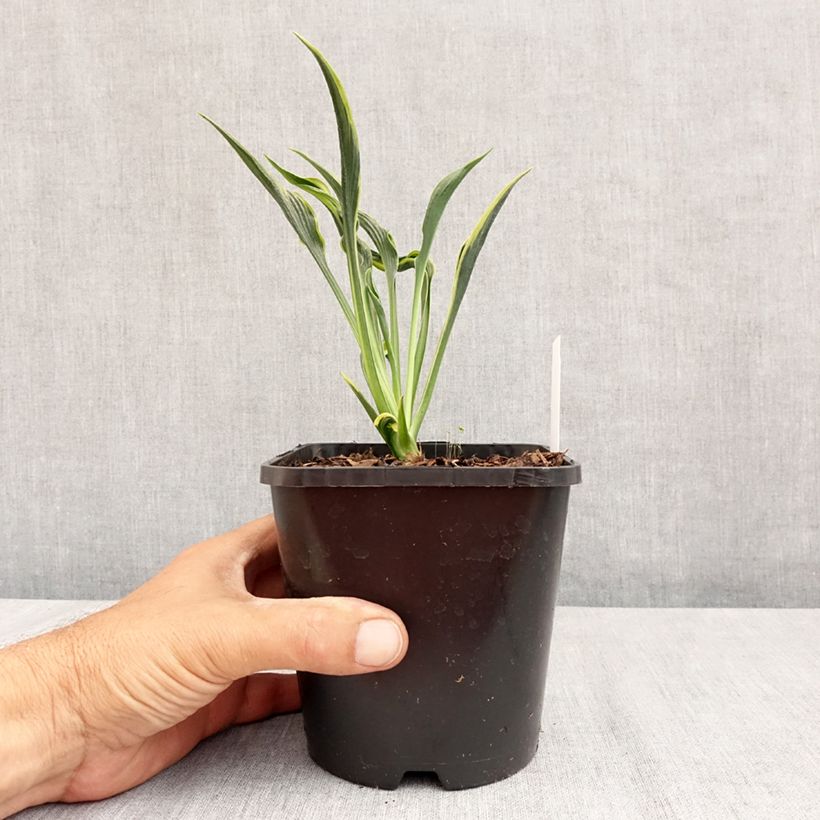 Exemplaar van Hosta Hands Up - Hartlelie Pot van 1,5 l/2 l zoals geleverd in de zomer