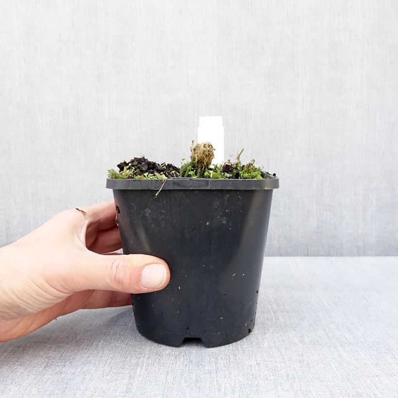 Exemplaar van Hosta Hands Up Pot de 1,5L/2L zoals geleverd in de winter
