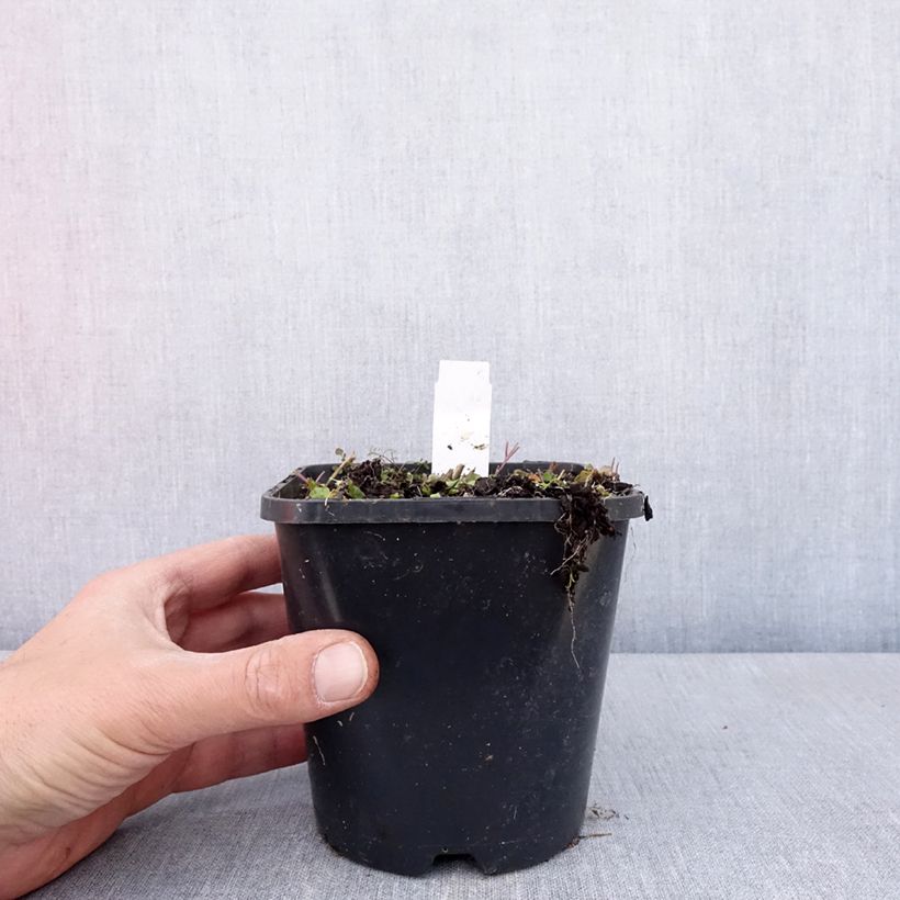 Exemplaar van Hosta Hands Up - Hartlelie Pot van 1,5 l/2 l zoals geleverd in de lente