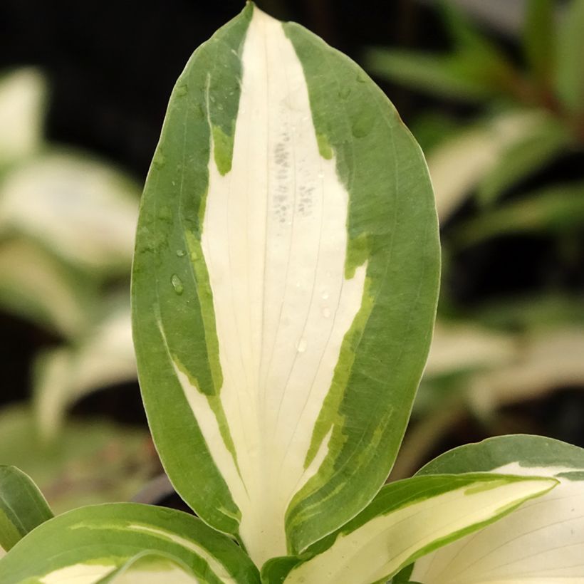 Hosta Hans - Hartlelie (Blad)