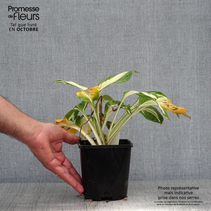 Exemplaar van Hosta Hans - Hartlelie Pot van 1,5 l/2 l zoals geleverd in de herfst