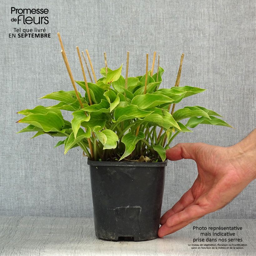 Exemplaar van Hosta Harry Van Trier - Hartlelie Pot van 1,5 l/2 l zoals geleverd in de zomer