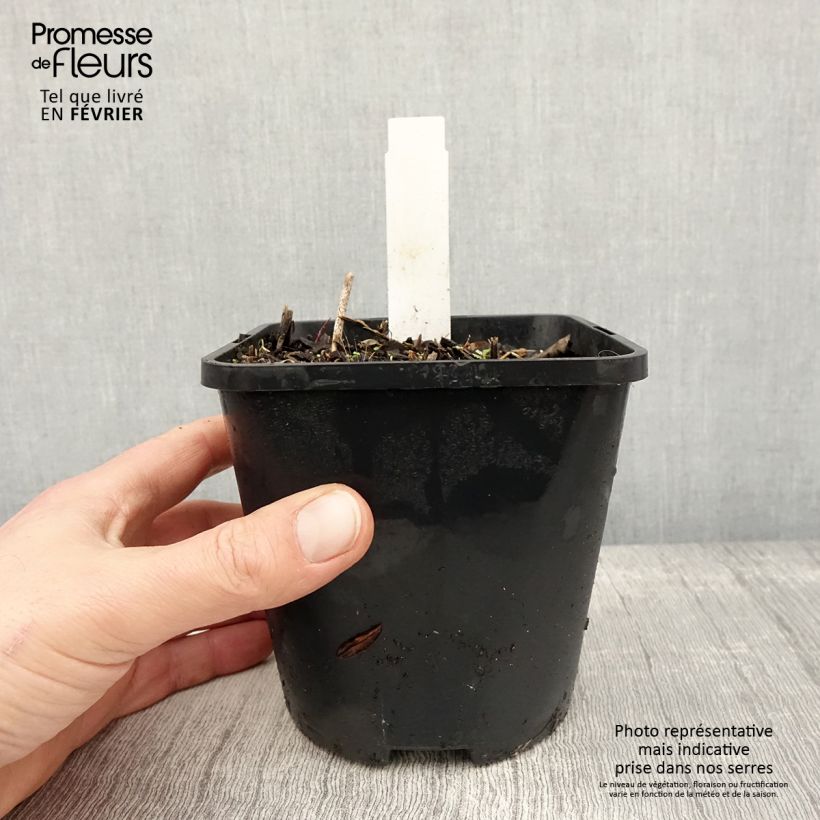 Exemplaar van Hosta Harry Van Trier Pot de 1,5L/2L zoals geleverd in de winter