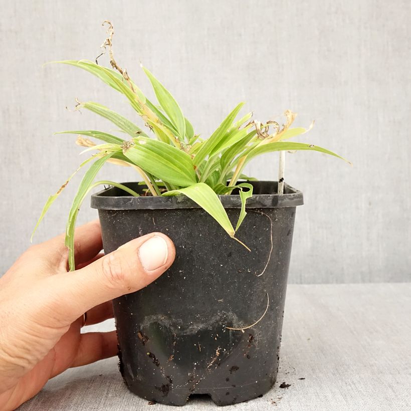 Exemplaar van Hosta Hyuga Urajiro - Hartlelie Pot van 1,5 l/2 l zoals geleverd in de herfst