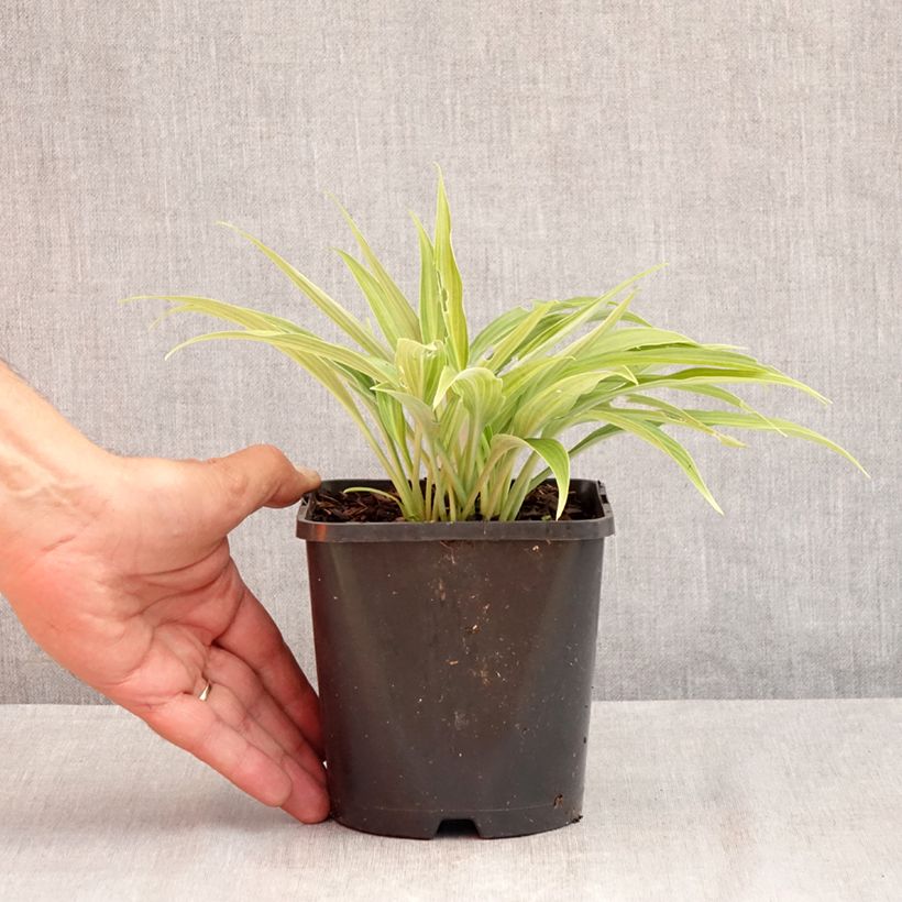 Exemplaar van Hosta Hyuga Urajiro - Hartlelie Pot van 1,5 l/2 l zoals geleverd in de zomer