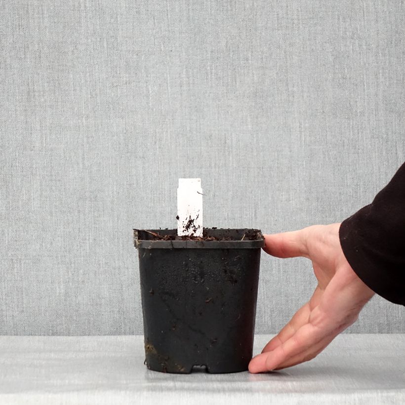 Exemplaar van Hosta Hyuga Urajiro Pot de 1,5L/2L zoals geleverd in de winter