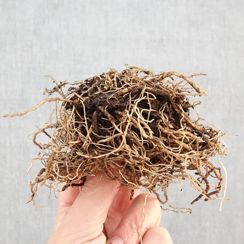 Exemplaar van Hosta Hyuga Urajiro - Hartlelie Naakte wortel zoals geleverd in de winter