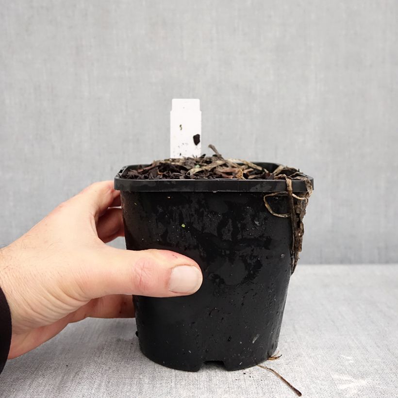 Exemplaar van Hosta Improved White Feather - Hartlelie Pot van 1,5 l/2 l zoals geleverd in de herfst
