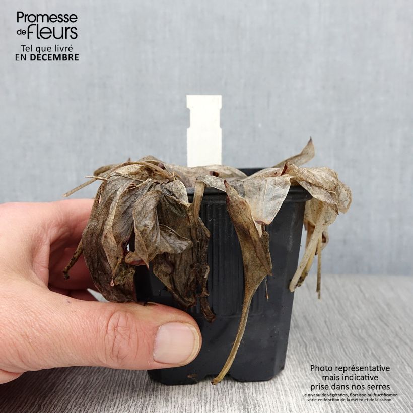 Exemplaar van Hosta June - Hartlelie Kweekpotje van 8/9 cm zoals geleverd in de herfst