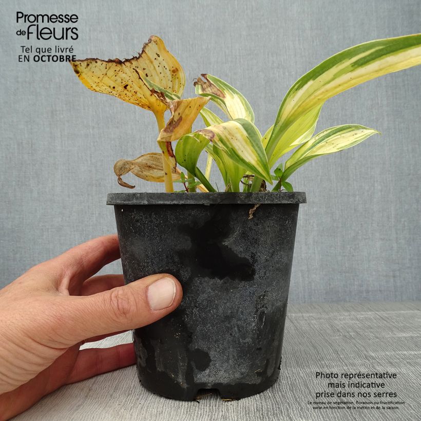 Exemplaar van Hosta June - Hartlelie Pot van 1,5 l/2 l zoals geleverd in de herfst