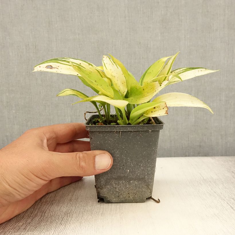 Exemplaar van Hosta June Fever - Hartlelie Kweekpotje van 8/9 cm zoals geleverd in de zomer