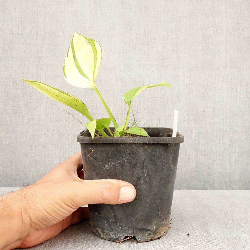 Exemplaar van Hosta June Fever - Hartlelie Pot van 1,5 l/2 l zoals geleverd in de herfst