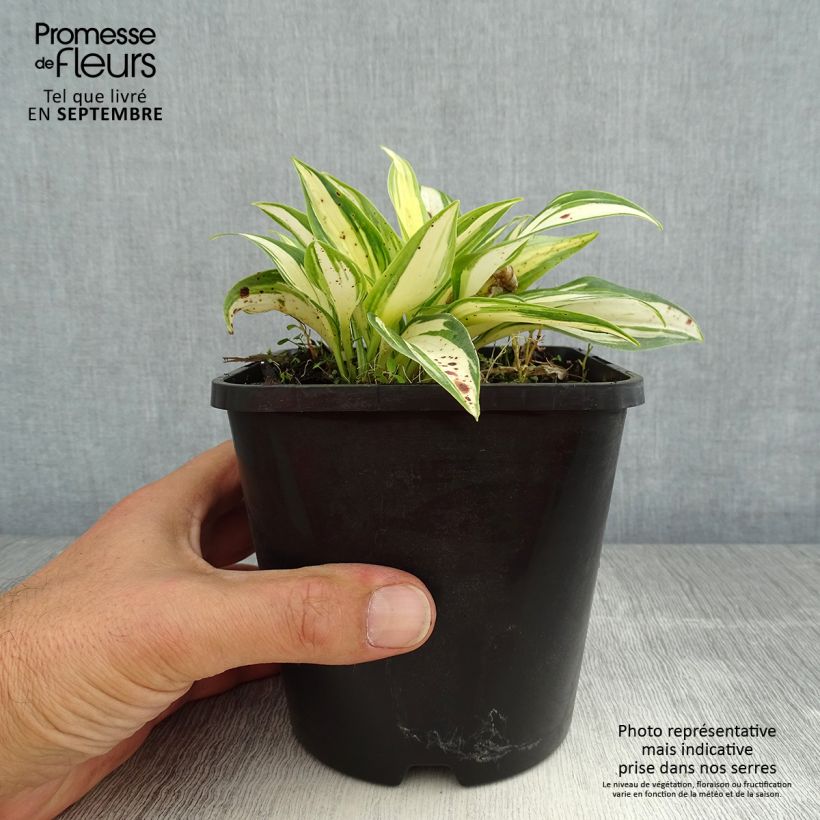 Exemplaar van Hosta June Fever - Hartlelie Pot van 1,5 l/2 l zoals geleverd in de zomer