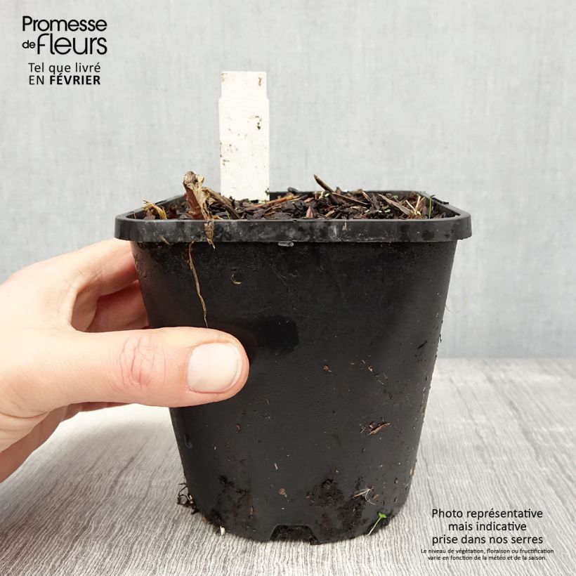 Exemplaar van Hosta June Fever Pot de 1,5L/2L zoals geleverd in de winter