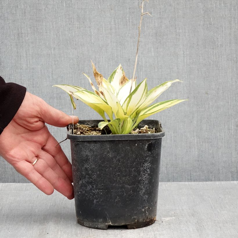 Exemplaar van Hosta June - Hartlelie Pot van 2 l/3 l zoals geleverd in de herfst