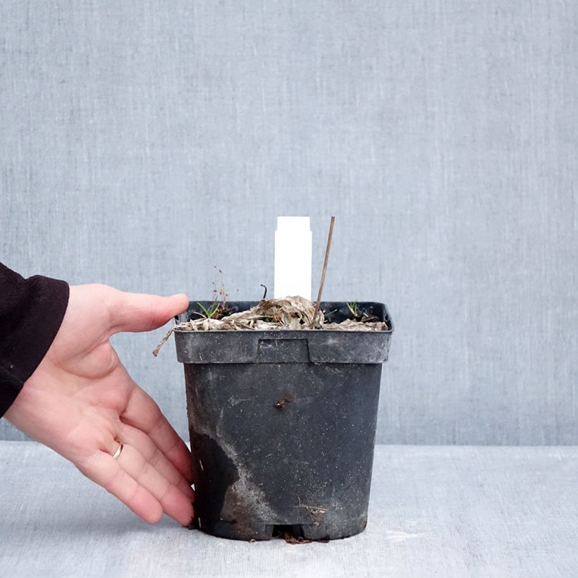 Example of Hosta June - Hartlelie Pot van 2 l/3 l as you get in hiver