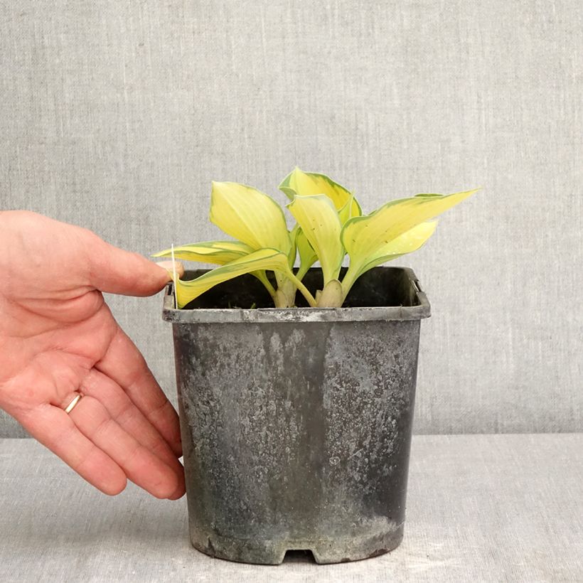 Exemplaar van Hosta June - Hartlelie Pot van 2 l/3 l zoals geleverd in de lente
