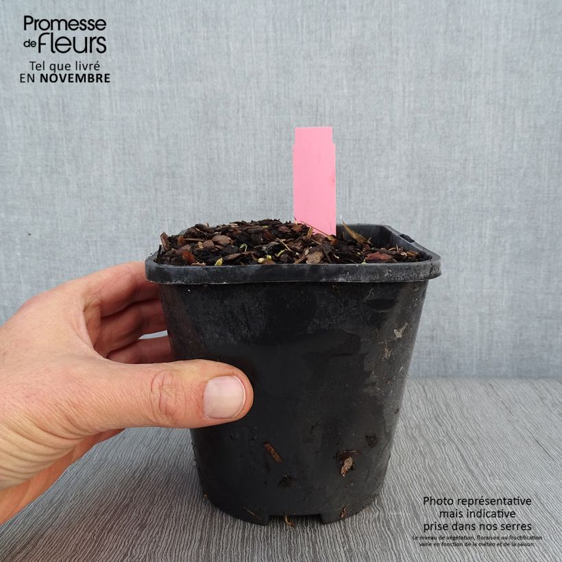 Exemplaar van Hosta Jurassic Park - Hartlelie Pot van 1,5 l/2 l zoals geleverd in de herfst