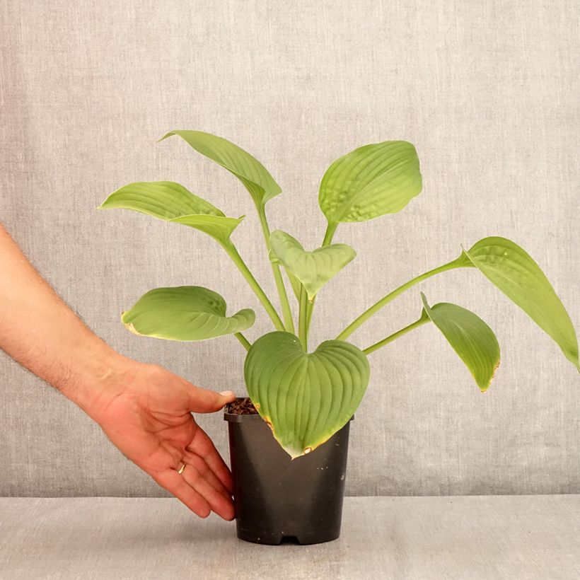 Exemplaar van Hosta Jurassic Park - Hartlelie Pot van 1,5 l/2 l zoals geleverd in de zomer