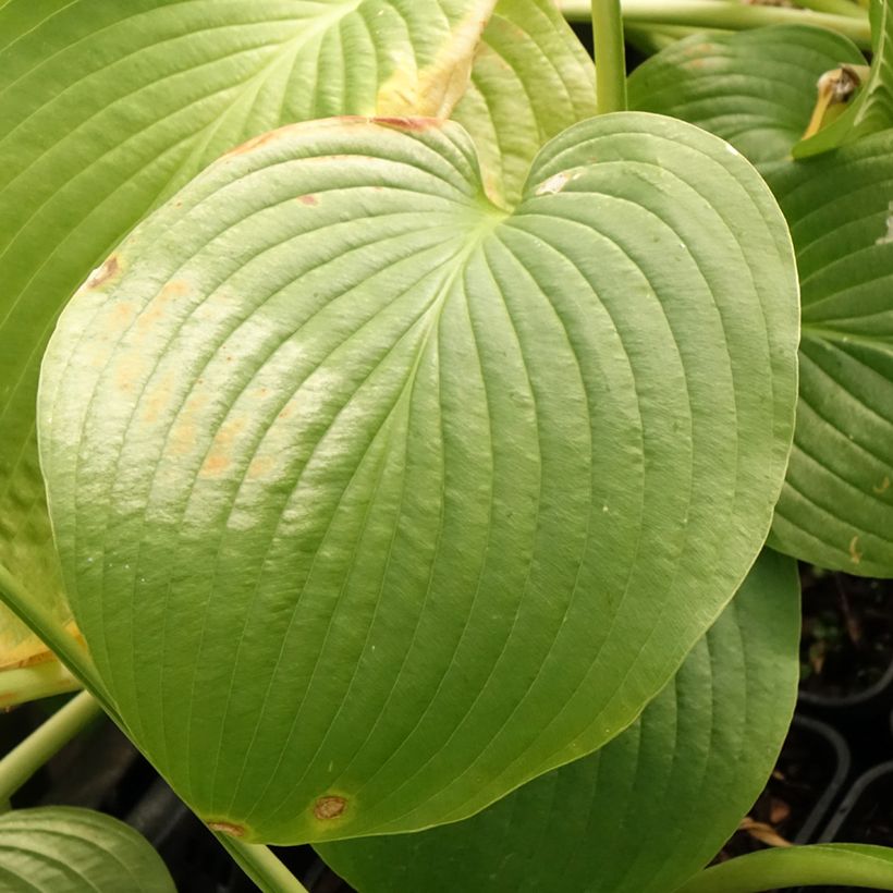 Hosta Jurassic Park - Hartlelie (Blad)