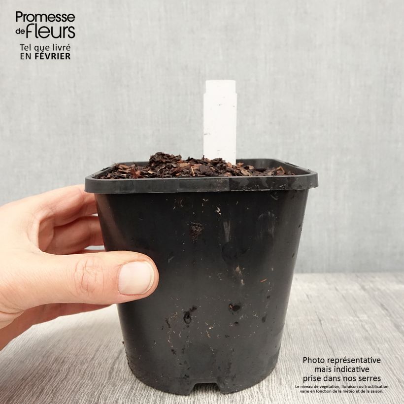 Exemplaar van Hosta Justine Pot de 1,5L/2L zoals geleverd in de winter