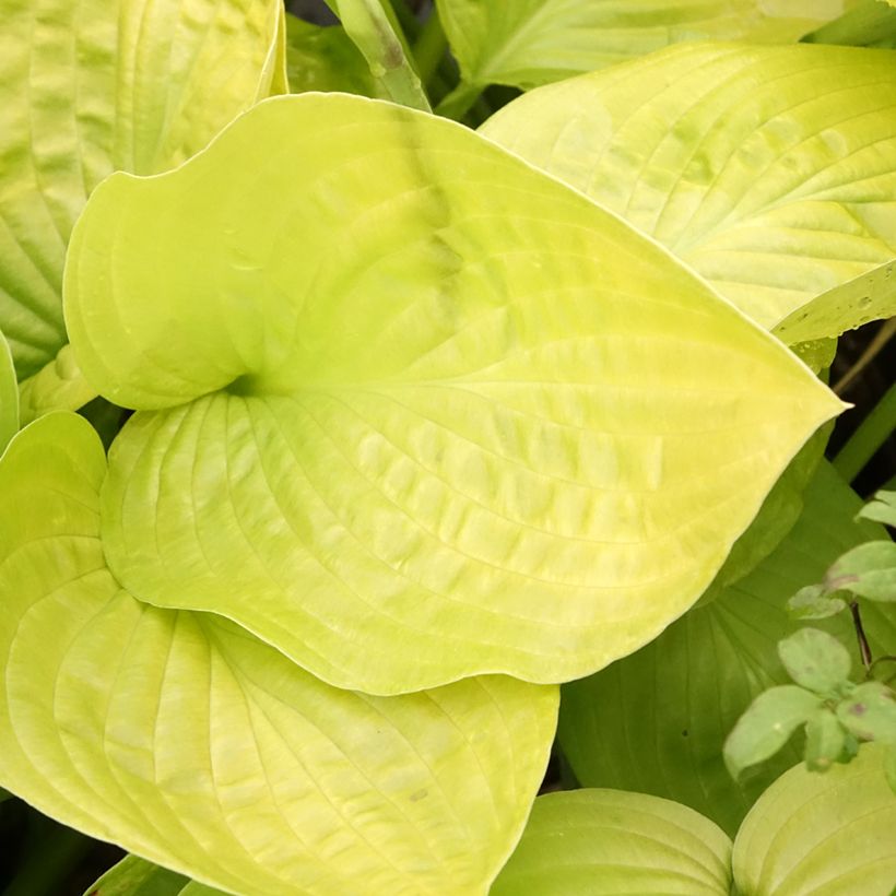 Hosta Ki Ren Jyaku - Hartlelie (Blad)