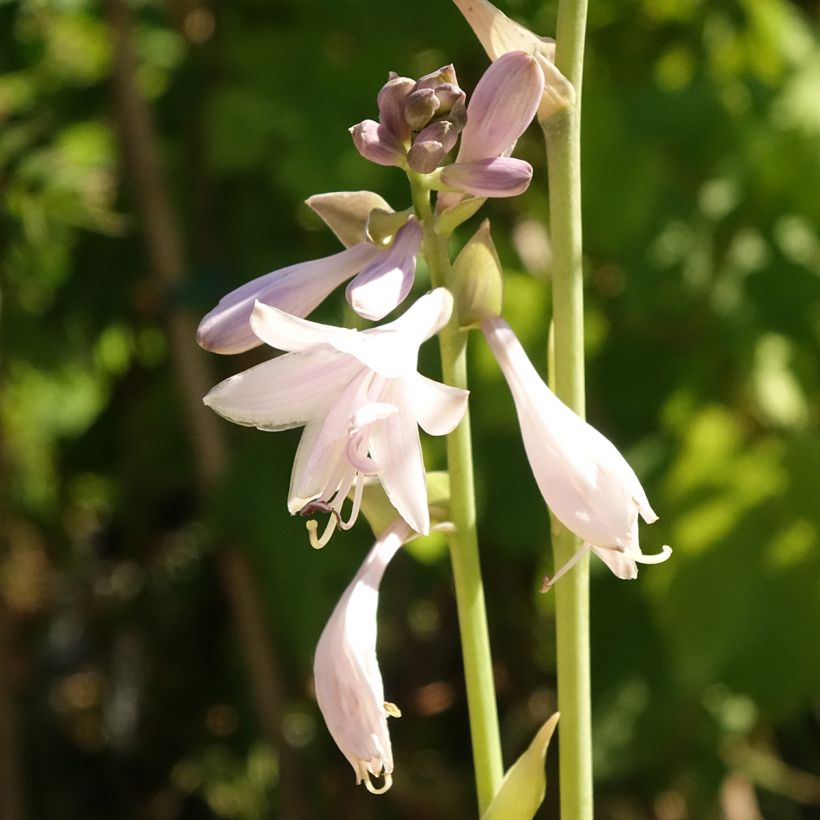 Hosta Ki Ren Jyaku - Hartlelie (Bloei)