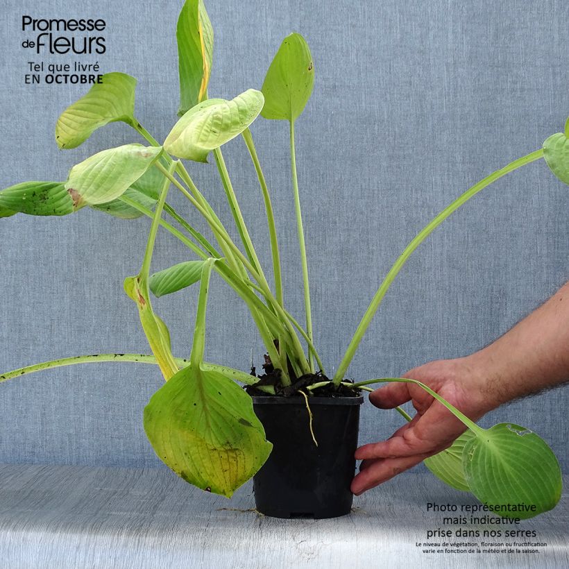 Exemplaar van Hosta Ki Ren Jyaku - Hartlelie Pot van 1,5 l/2 l zoals geleverd in de herfst