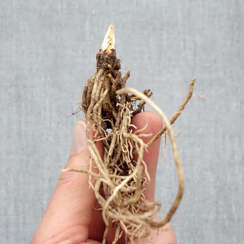 Exemplaar van Hosta Ki Ren Jyaku - Hartlelie Naakte wortel zoals geleverd in de winter