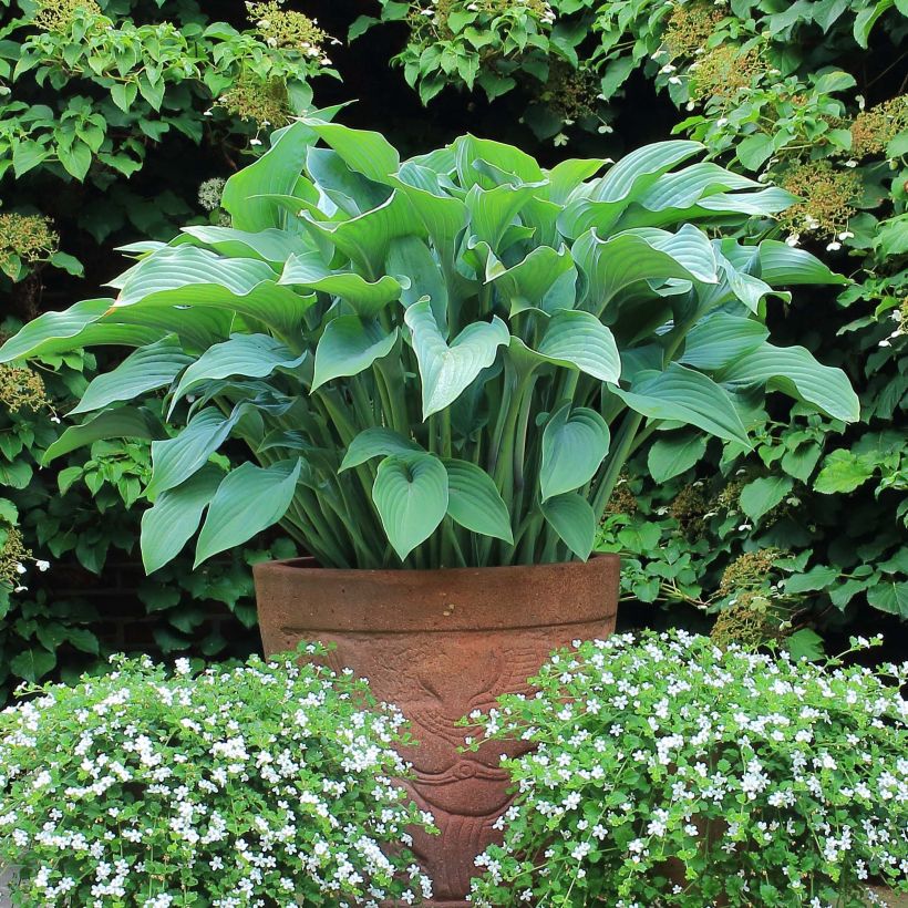 Hosta Krossa Regal - Hartlelie (Groeiplaats)