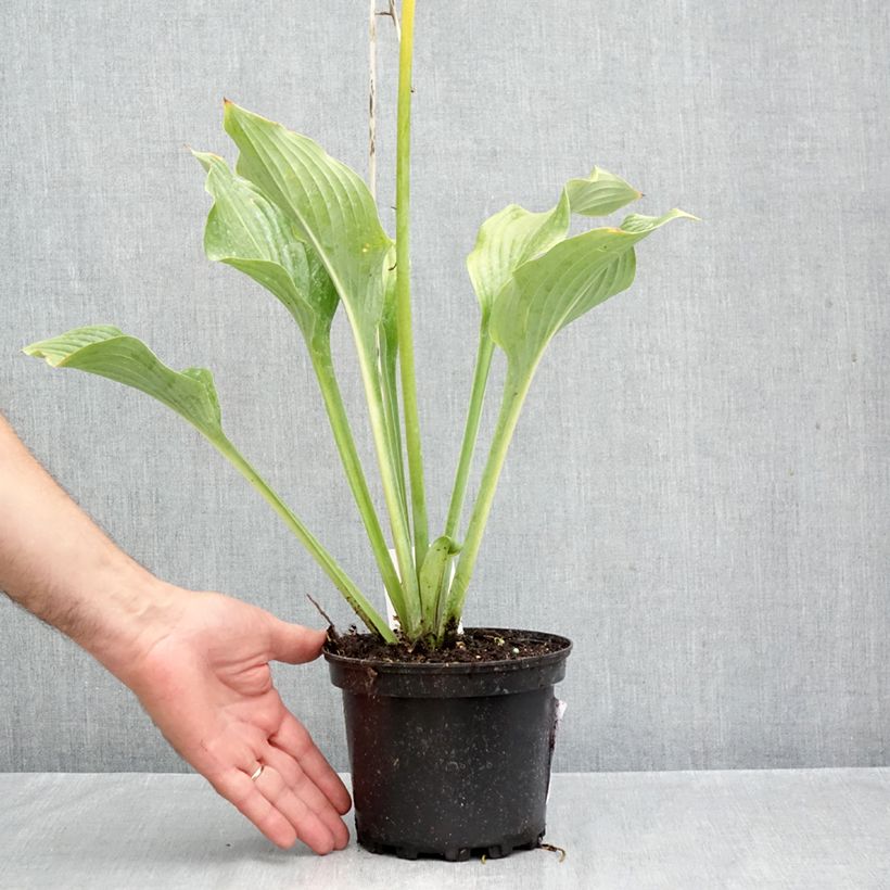 Exemplaar van Hosta Krossa Regal - Hartlelie Pot van 2 l/3 l zoals geleverd in de herfst