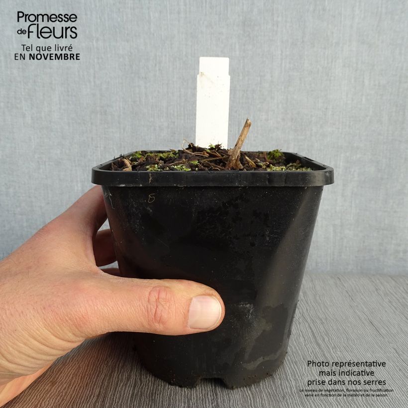 Exemplaar van Hosta Lady in Red - Hartlelie Pot van 1,5 l/2 l zoals geleverd in de herfst