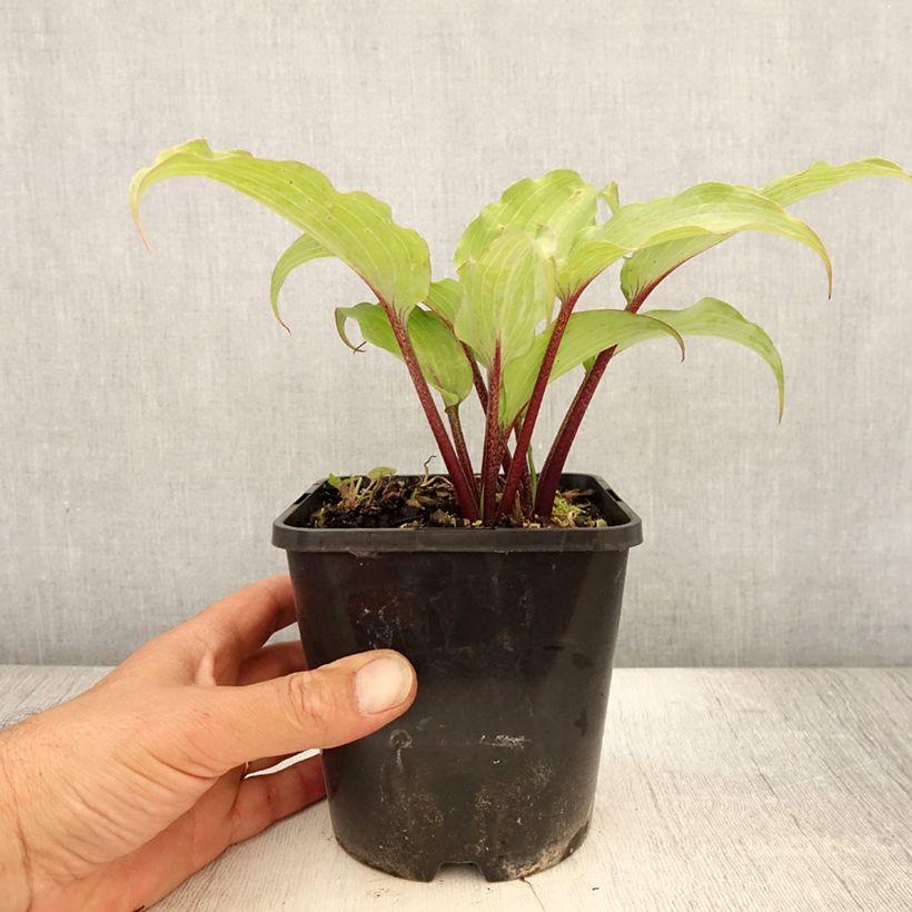 Exemplaar van Hosta Lady in Red - Hartlelie Pot van 1,5 l/2 l zoals geleverd in de zomer