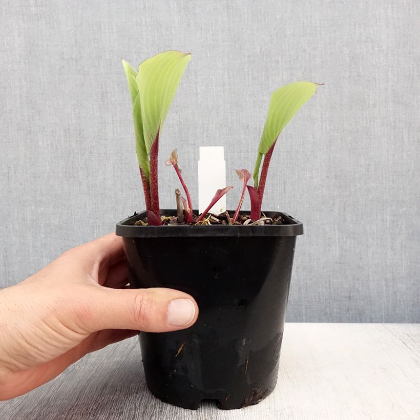 Exemplaar van Hosta Lady in Red - Hartlelie Pot van 1,5 l/2 l zoals geleverd in de lente