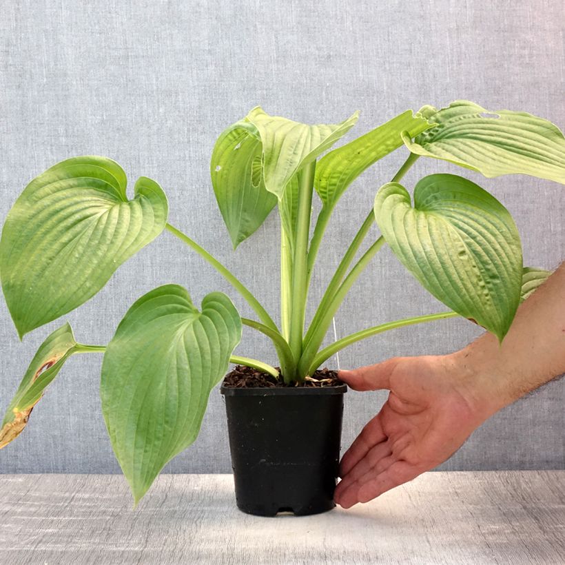 Exemplaar van Hosta Lakeside Maverick - Hartlelie Pot van 1,5 l/2 l zoals geleverd in de zomer